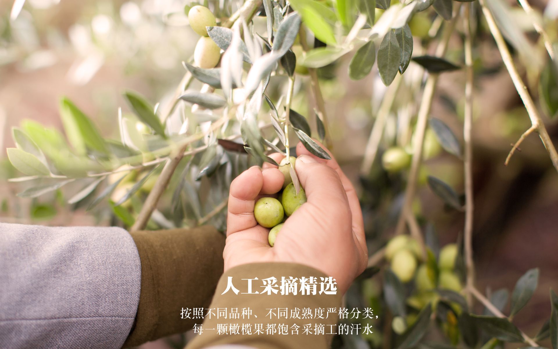 90%成熟度鲜果500ml