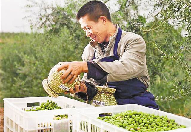 合川区隆兴镇：引种3万亩油橄榄 闲置地成了“聚宝盆”