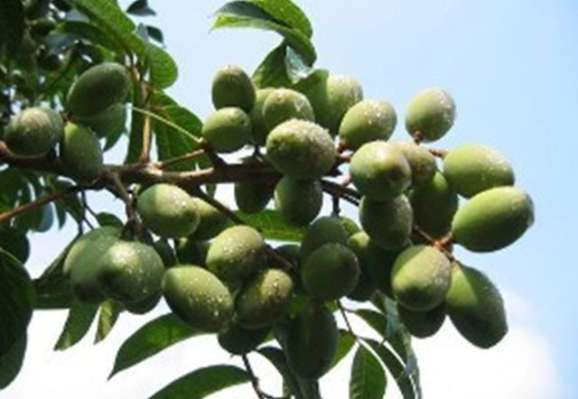 合川区橄榄项目获首届“渝创渝新”大赛农业类一等奖