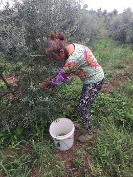 【看效果】橄榄飘香绿意“隆” 生态发展乡村“兴”